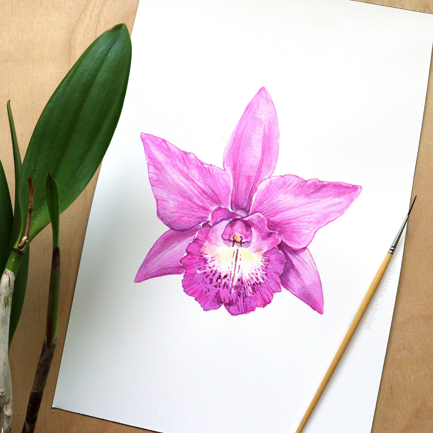 Brassocatanthe Little Mermaid - Original Watercolor