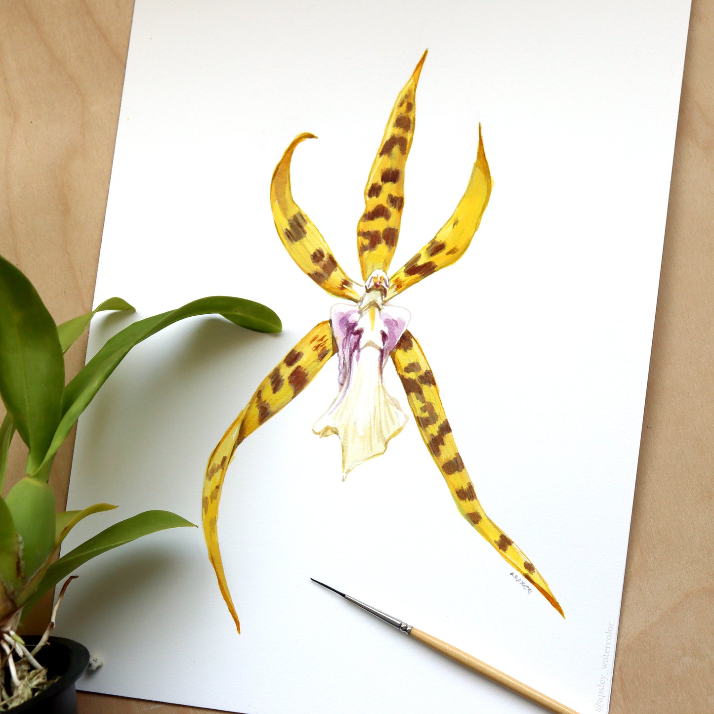 Bratonia Golden Spider 'Copius' - Original Watercolor