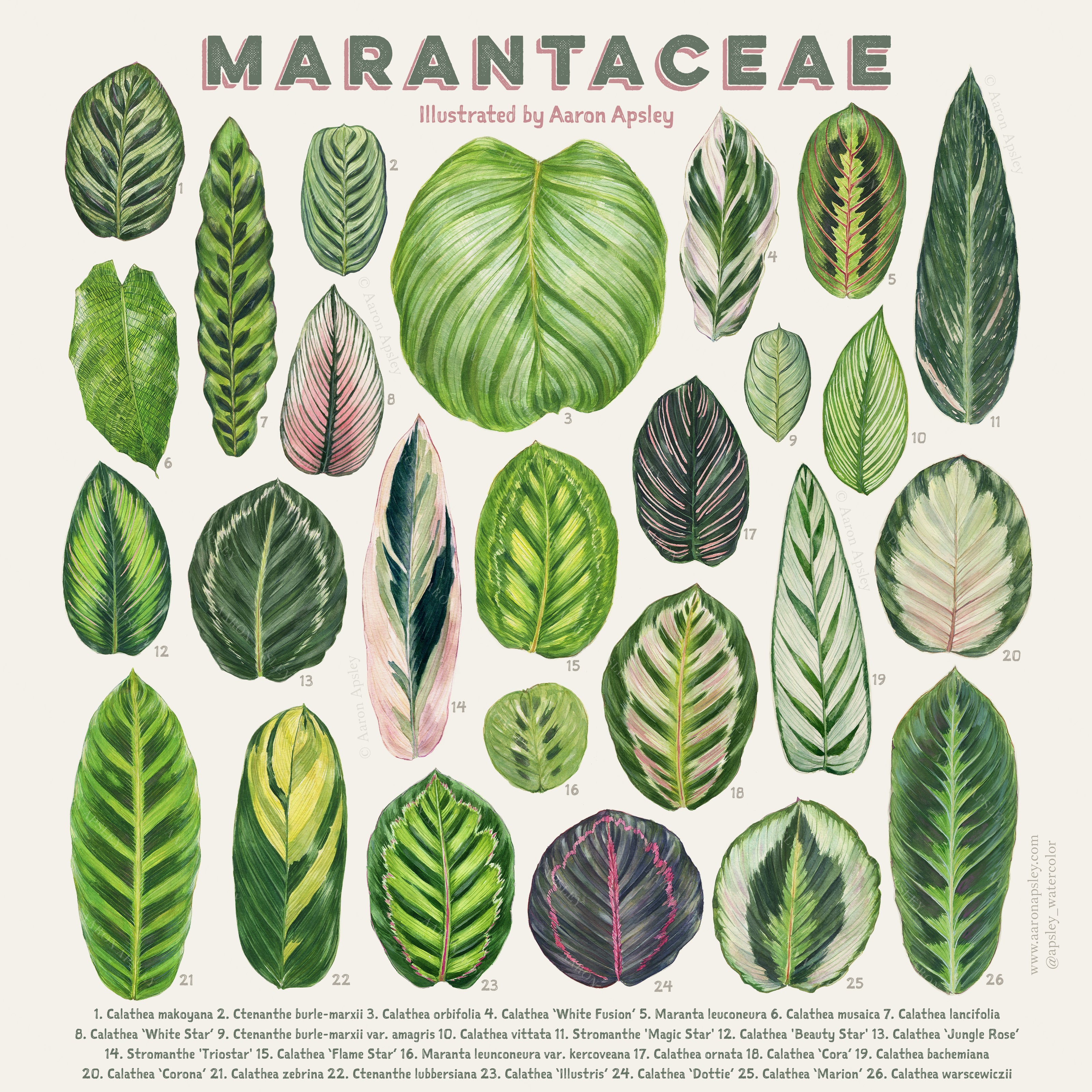 An identification guide or ID chart showing different varieties of popular Calathea( Goeppertia), Stromanthe, Maranta and other prayer plant houseplants. 