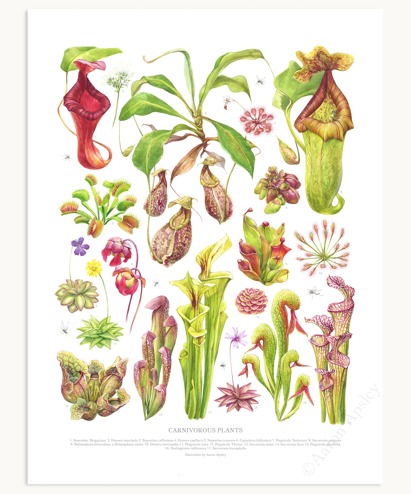 Carnivorous Plants Print