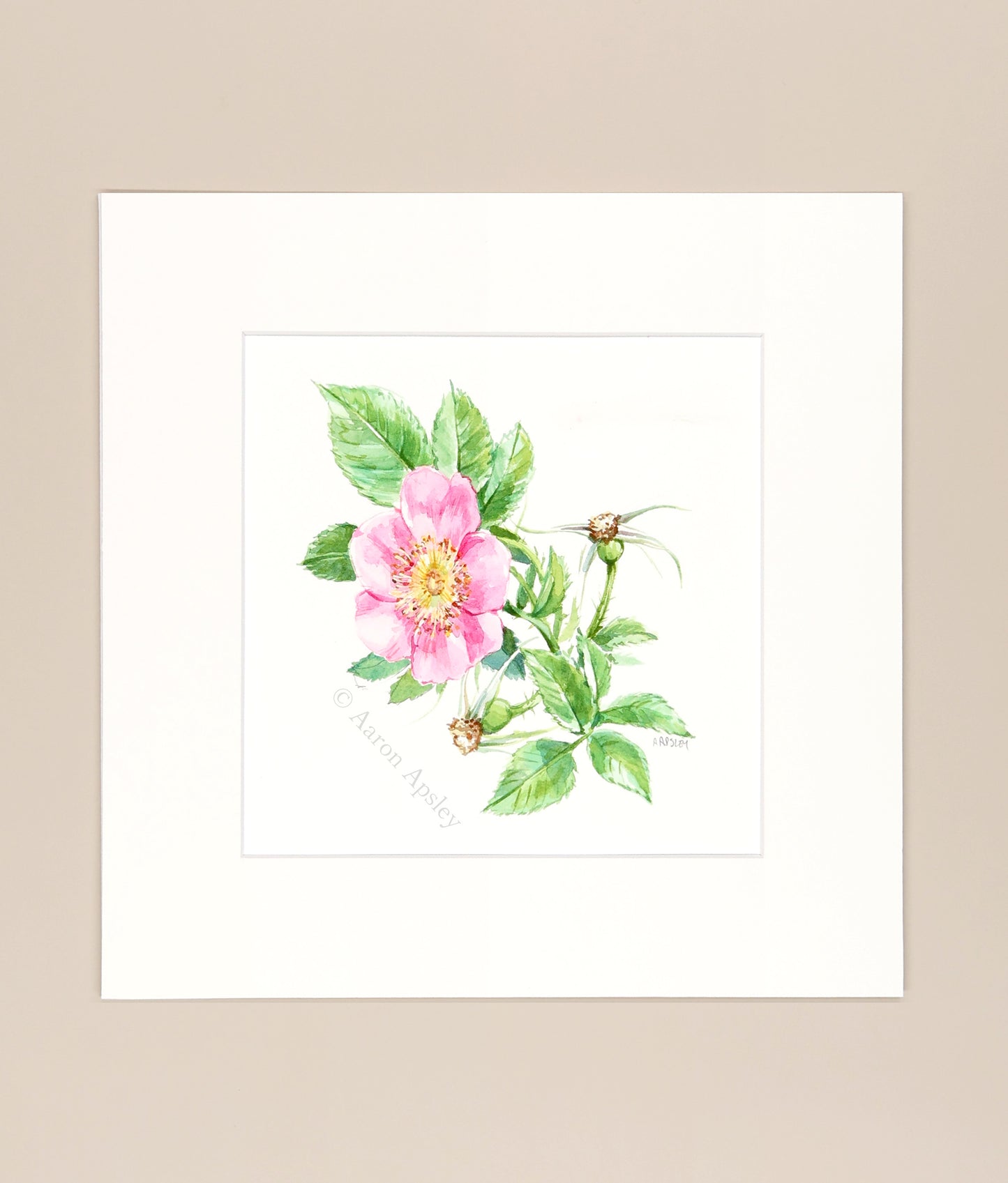 Carolina Rose  - Original Watercolor