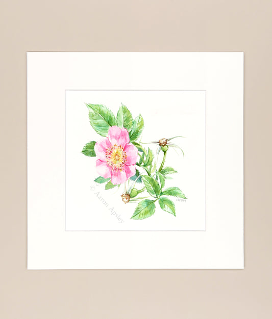 Carolina Rose  - Original Watercolor