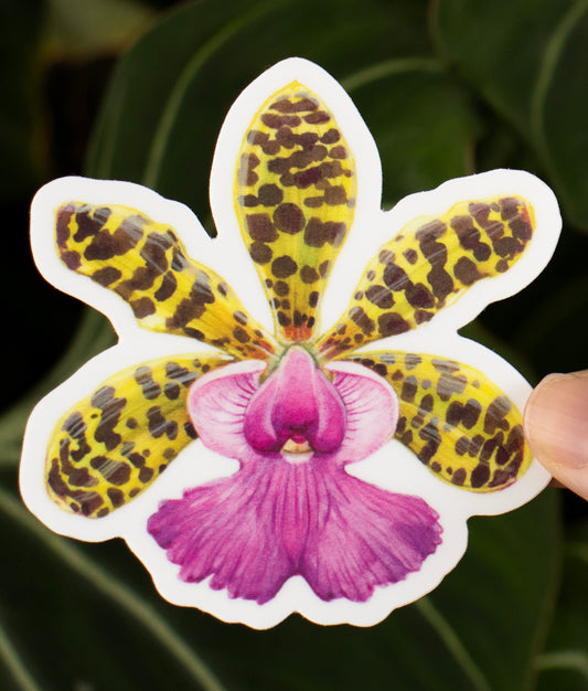 Cattleya aclandiae Sticker