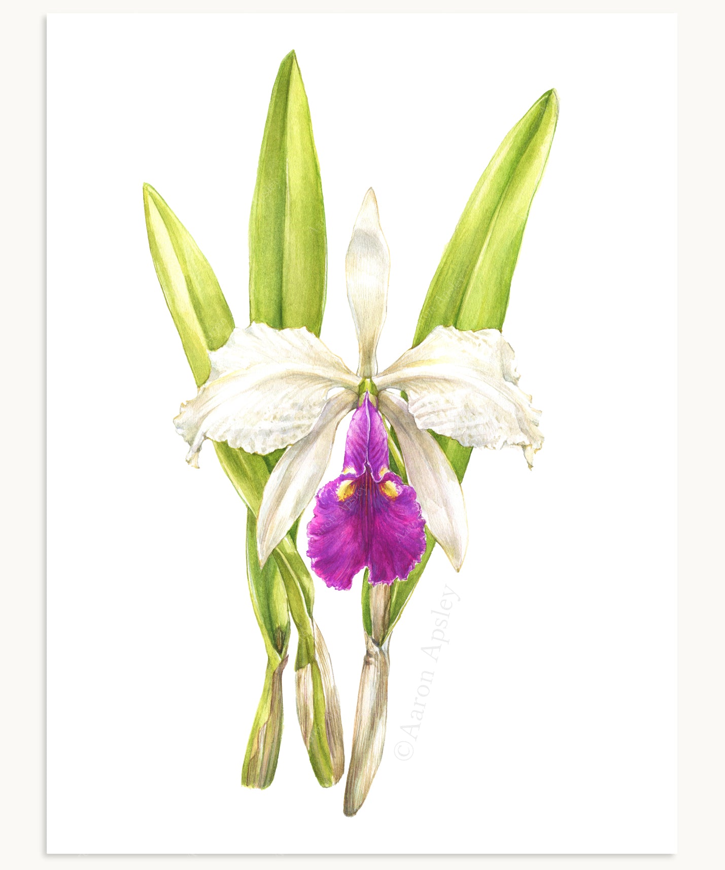 Cattleya warscewiczii Print