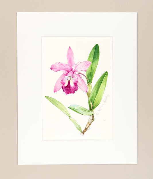 Cattlianthe Lily Genovese - Original Watercolor