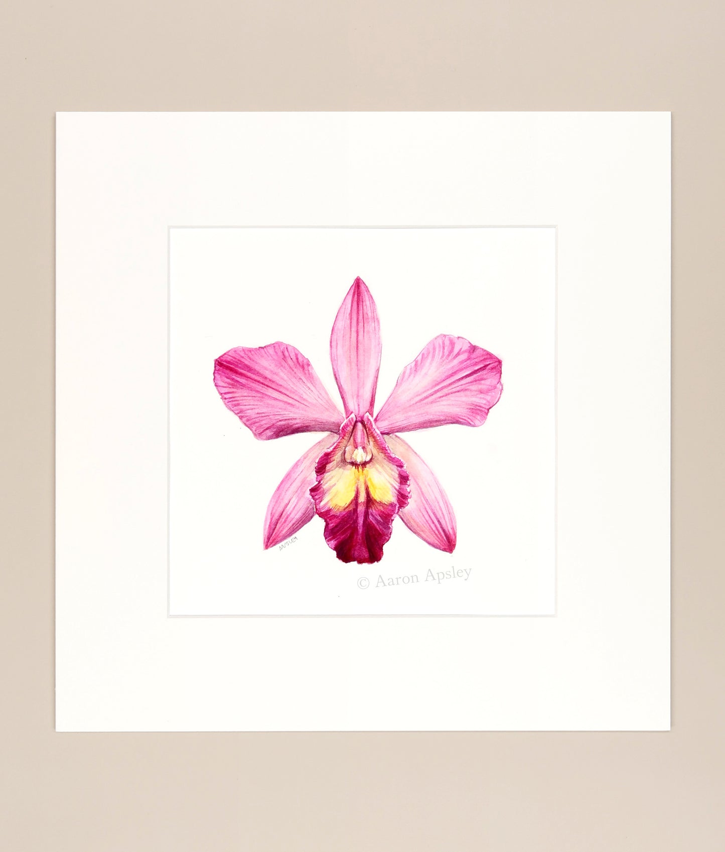Sophrolaeliocattleya hybrid - Original Watercolor