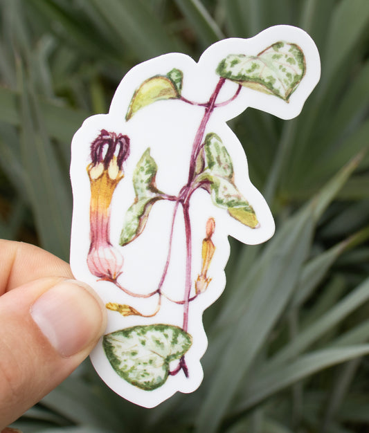 Ceropegia woodii Sticker