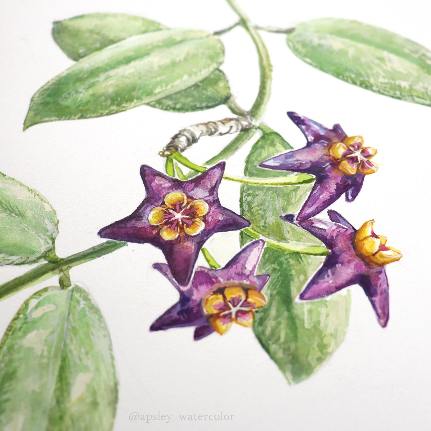Hoya ciliata - Original Watercolor