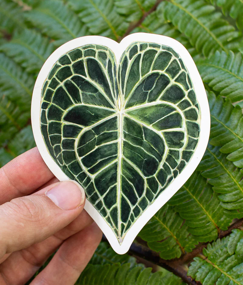 Anthurium clarinervium Magnet