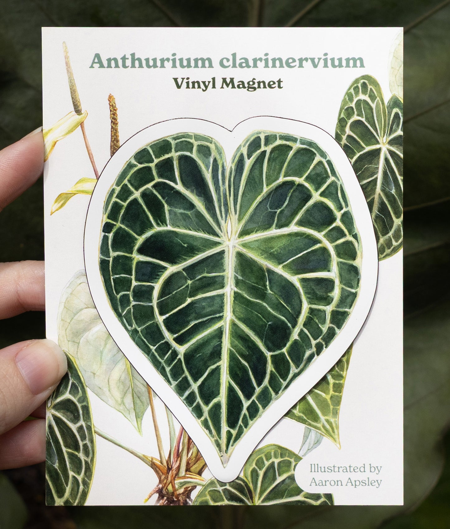 Anthurium clarinervium Magnet