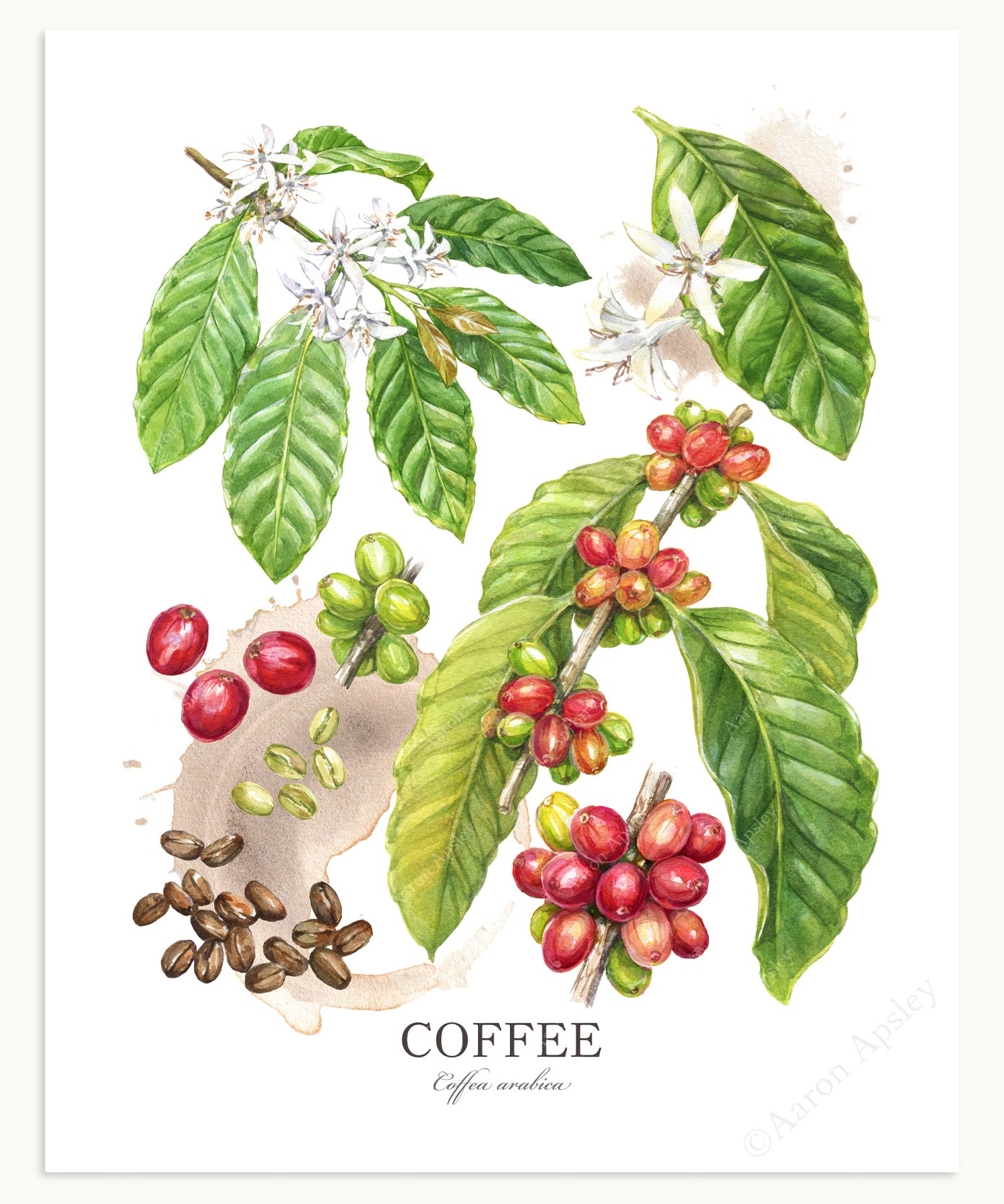 Coffee Print - Small