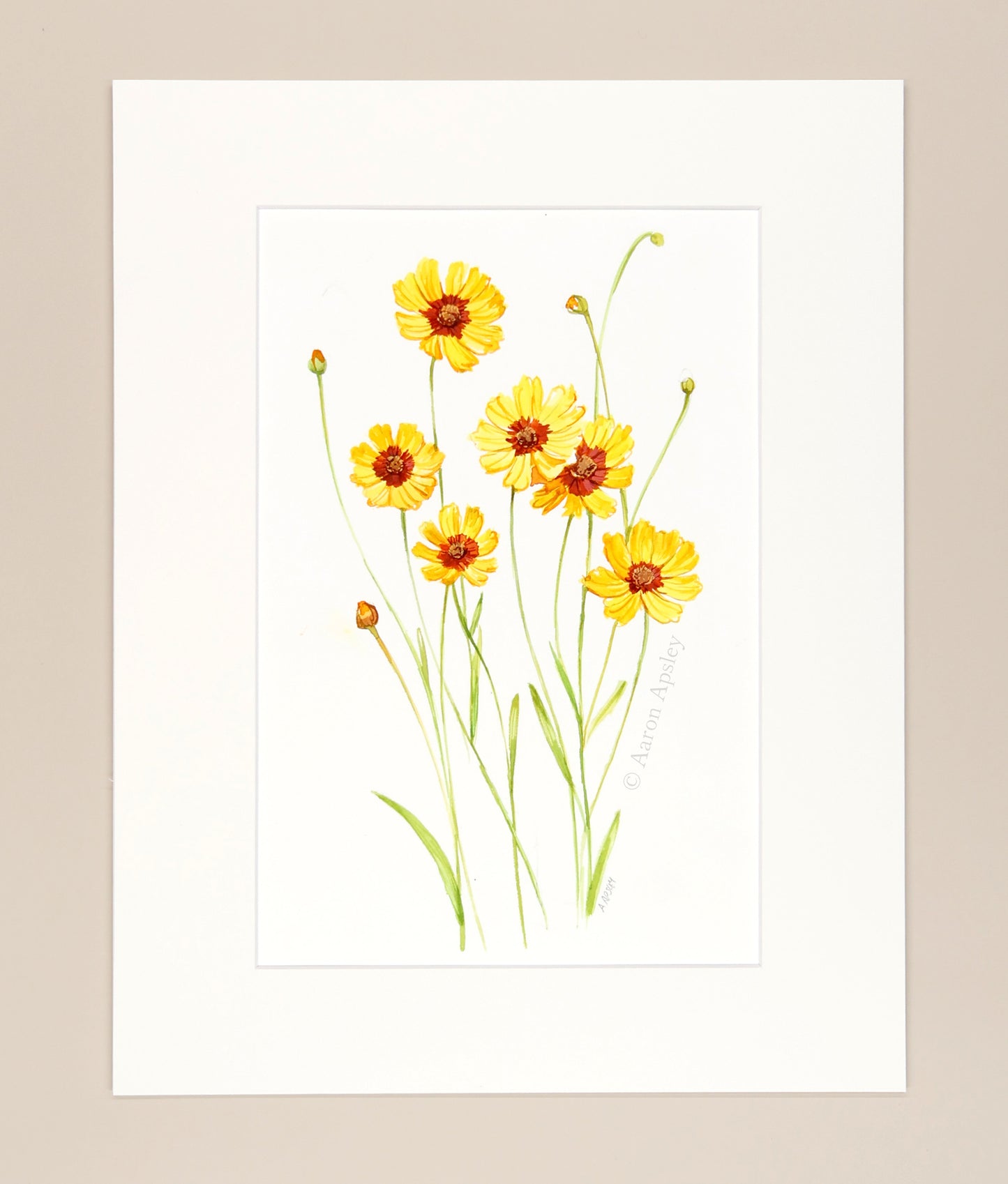 Plains Coreopsis - Original Watercolor