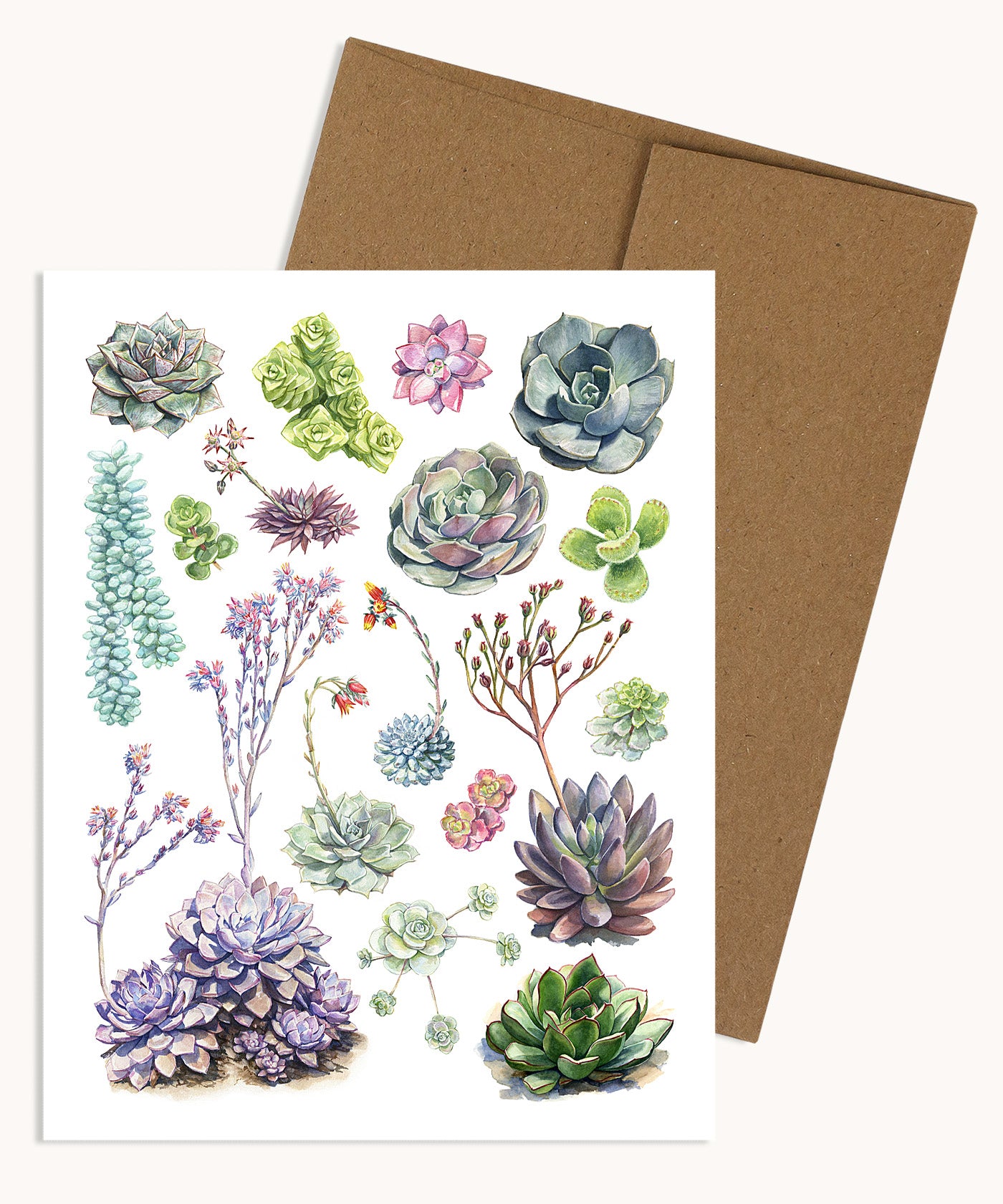 succulent notecards Succulents Notecard
