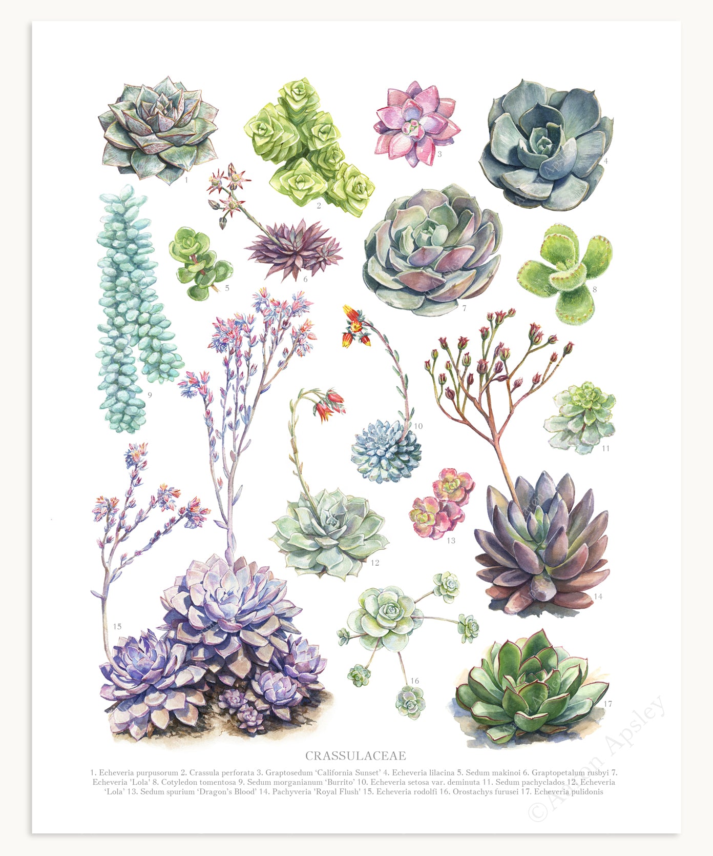 crassula family succulents Crassulaceae Species Print