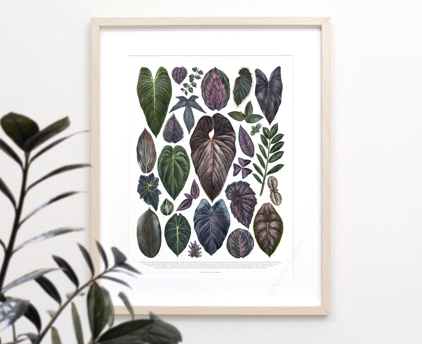 Dark Houseplant Varieties Print