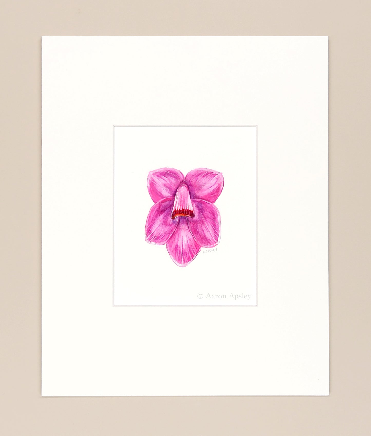 Dendrobium cuthbertsonii - Original Watercolor