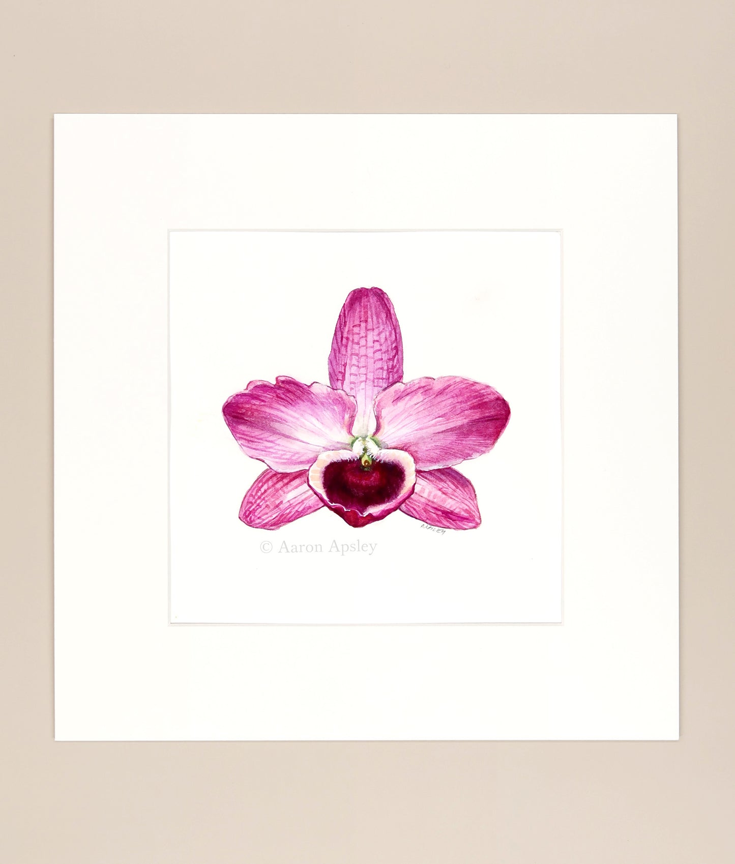 Dendrobium nobile - Original Watercolor