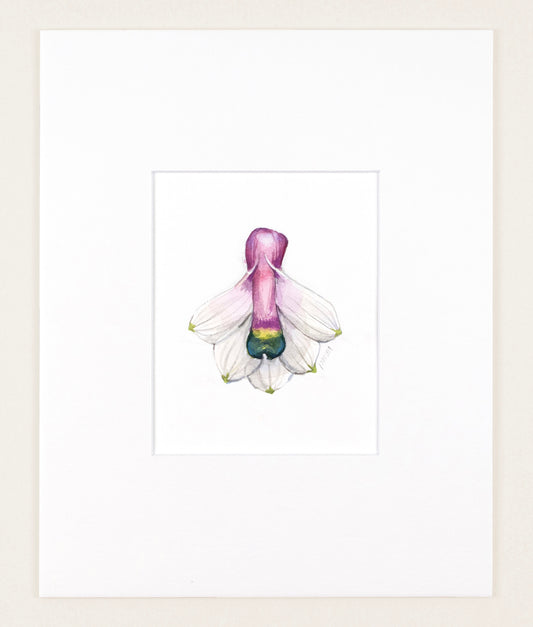 Dendrobium smilliae - Original Watercolor