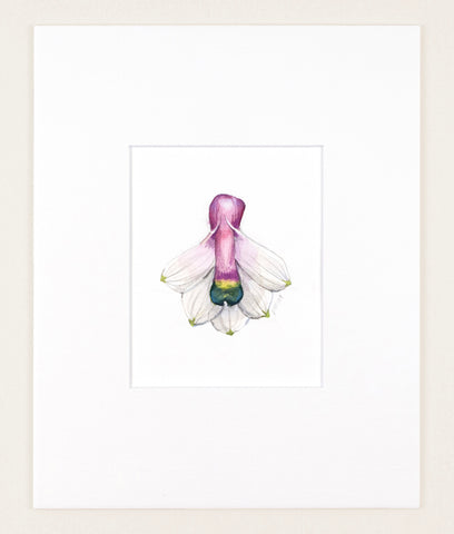 Dendrobium smilliae - Original Watercolor