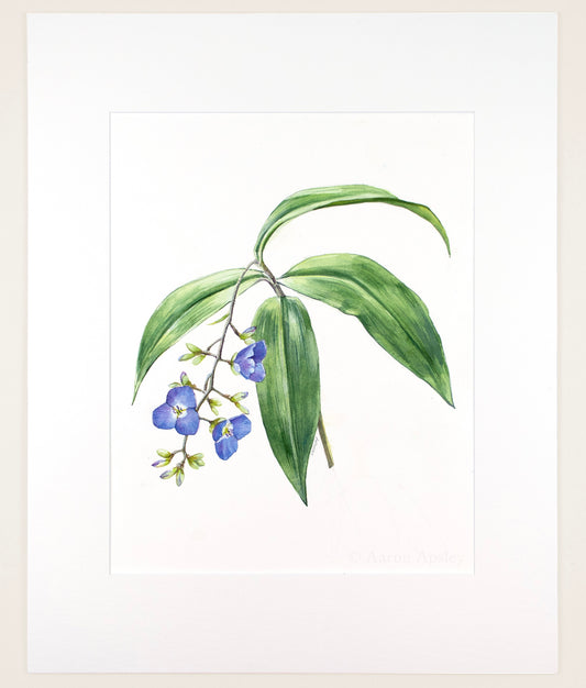 Dichorisandra pendula - Original Watercolor