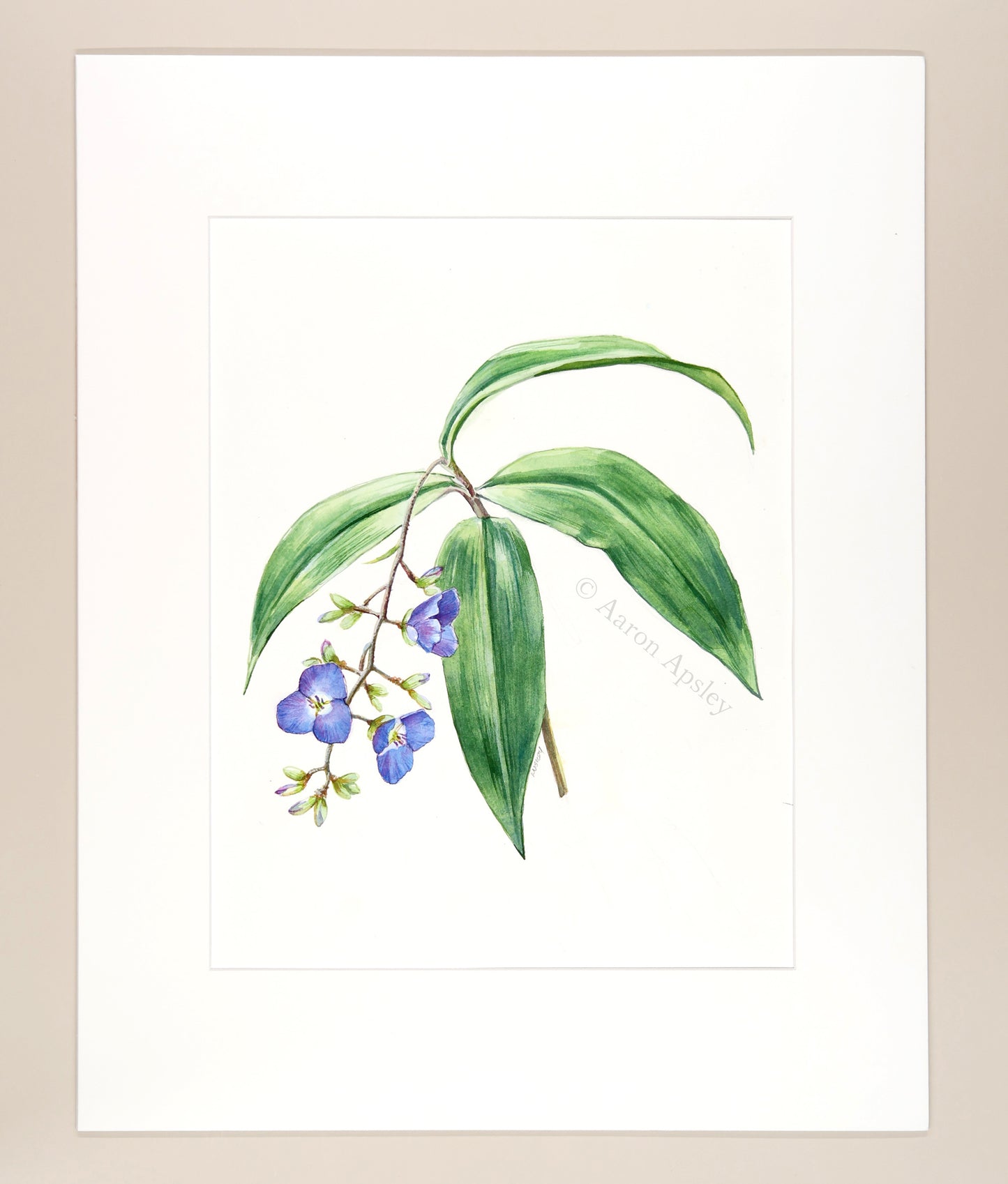 Dichorisandra pendula - Original Watercolor