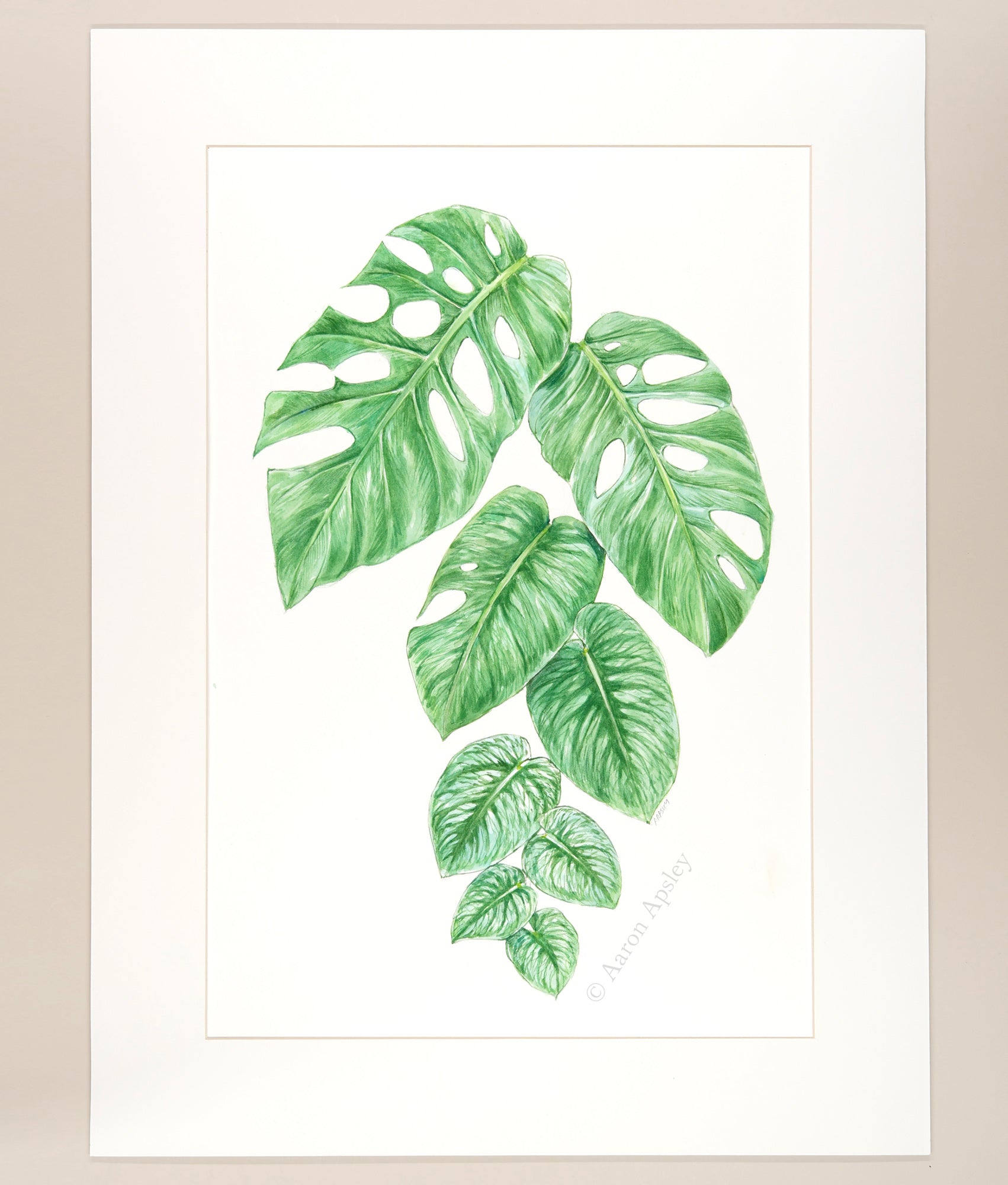 monstera painting Monstera dubia