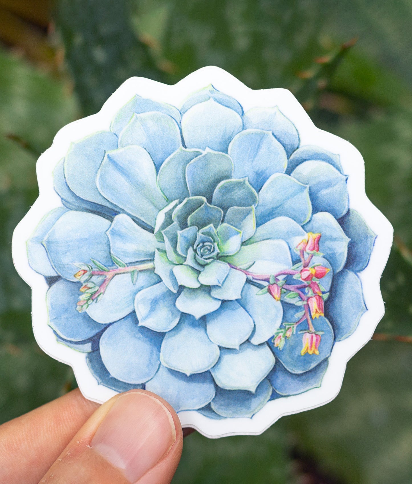 Echeveria imbricata Sticker