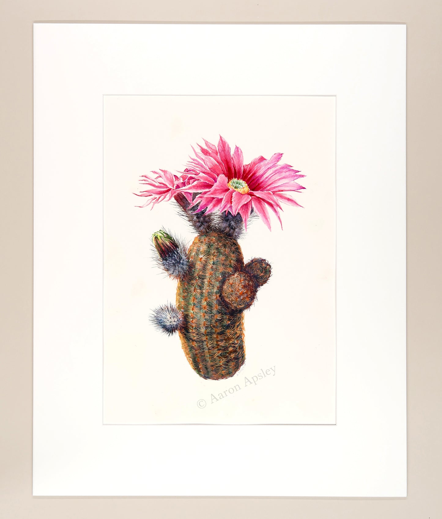 Echinocereus reichenbachii - Original Watercolor