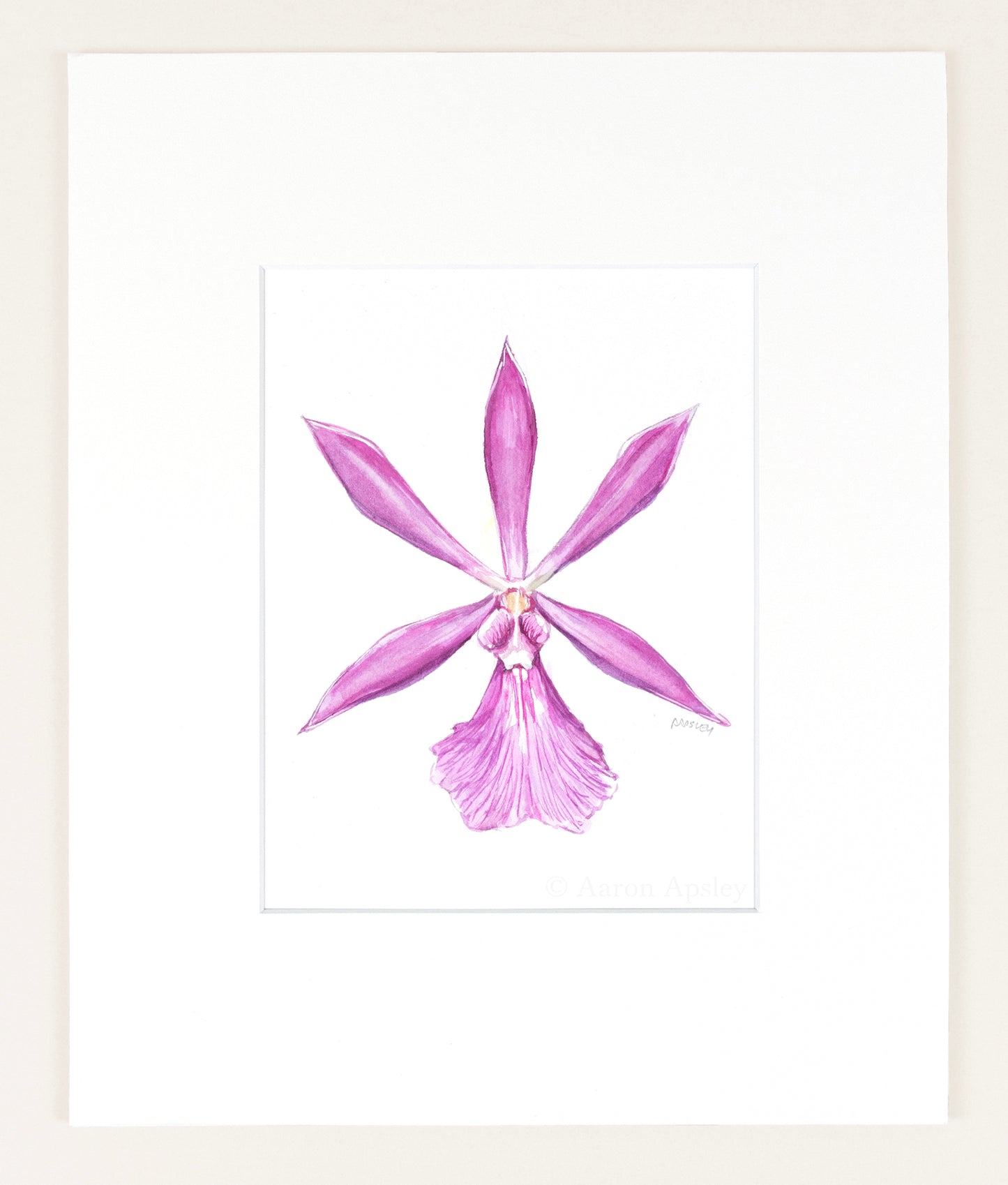 Encyclia adenocaula - Original Watercolor