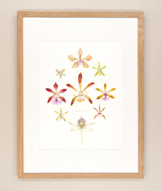 Encyclia & Prosthechea Studies - Framed Original Watercolor