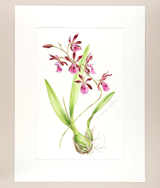 Encyclia Hybrid - Original Watercolor