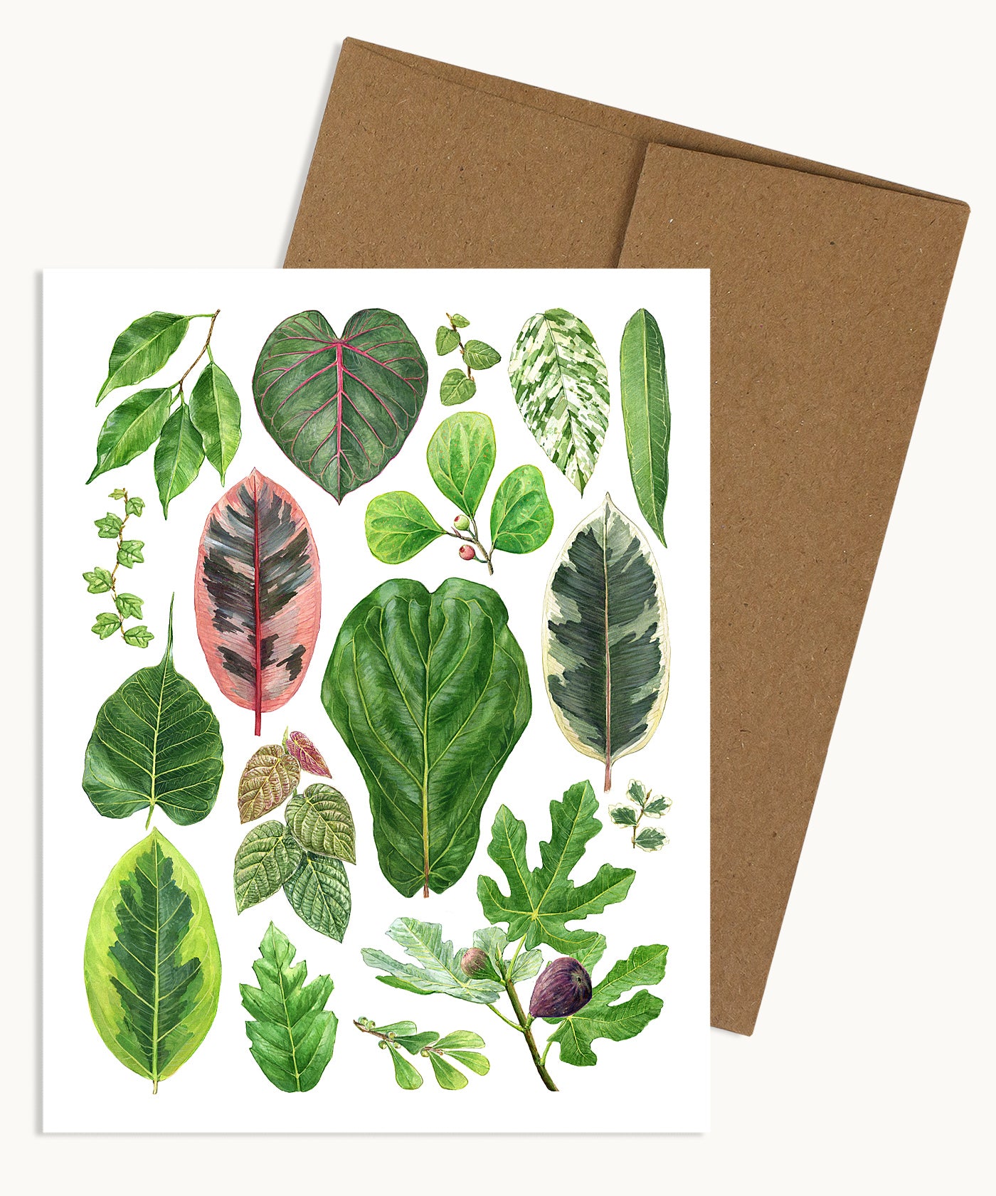 Ficus Species Notecard