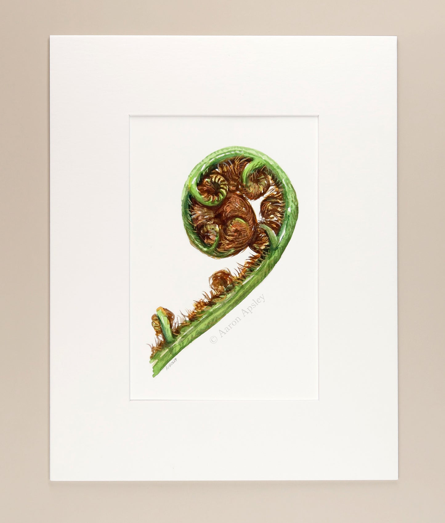 Tree Fern Fiddlehead - Original Watercolor