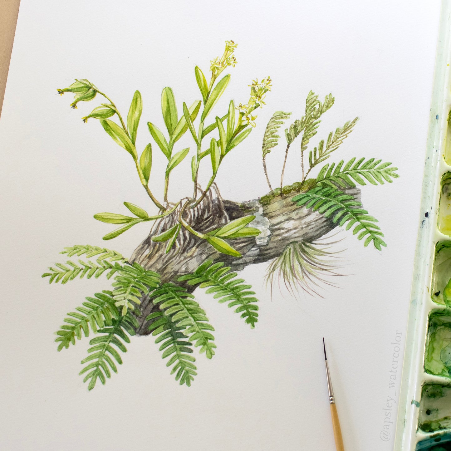 Florida Epiphytes 2 - Original Watercolor