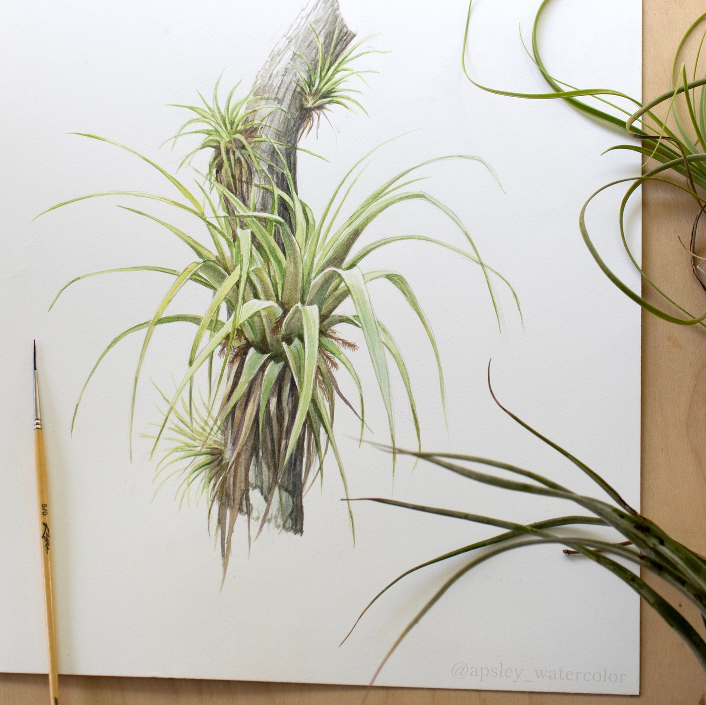 Florida Epiphytes 3 - Original Watercolor