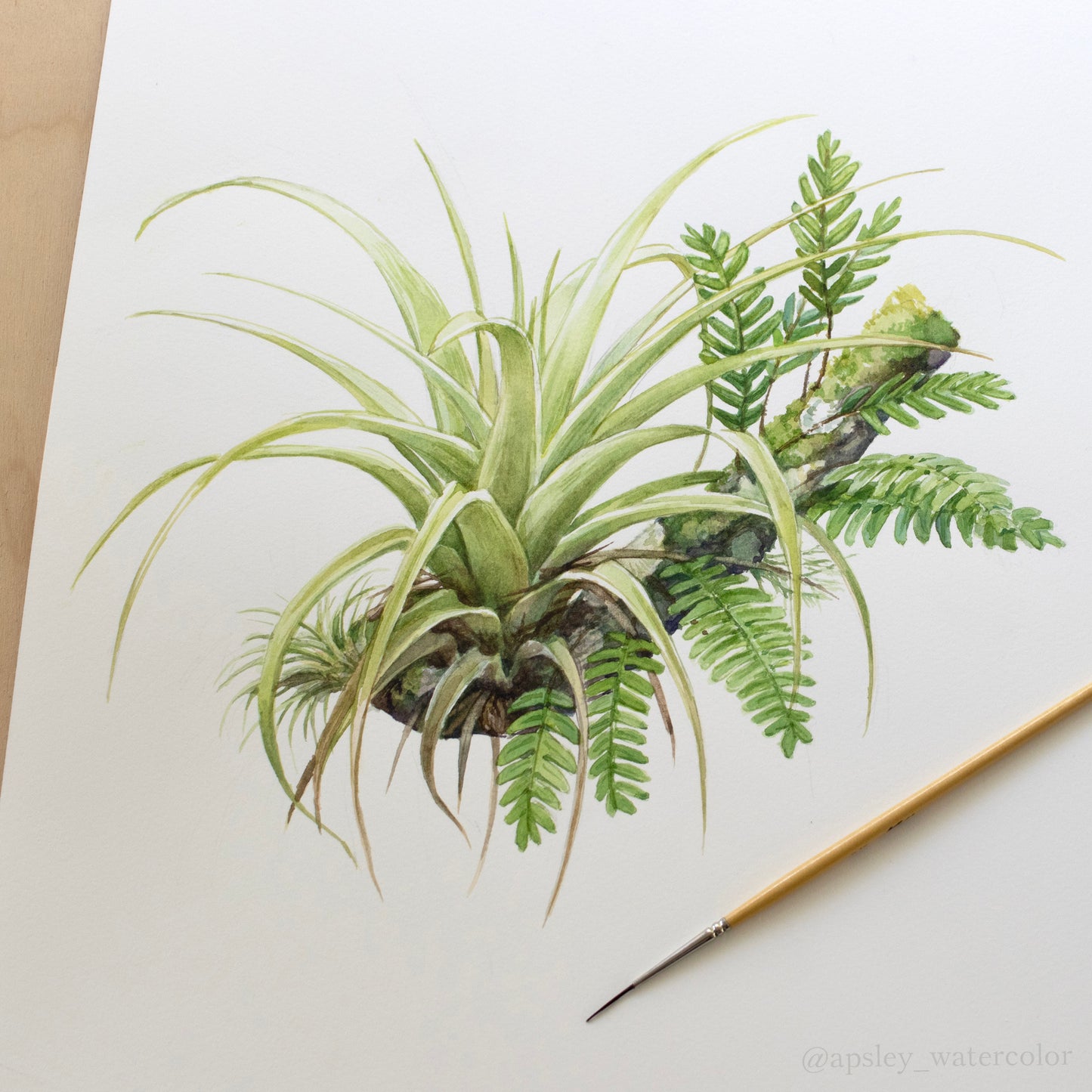 Florida Epiphytes 1 - Original Watercolor