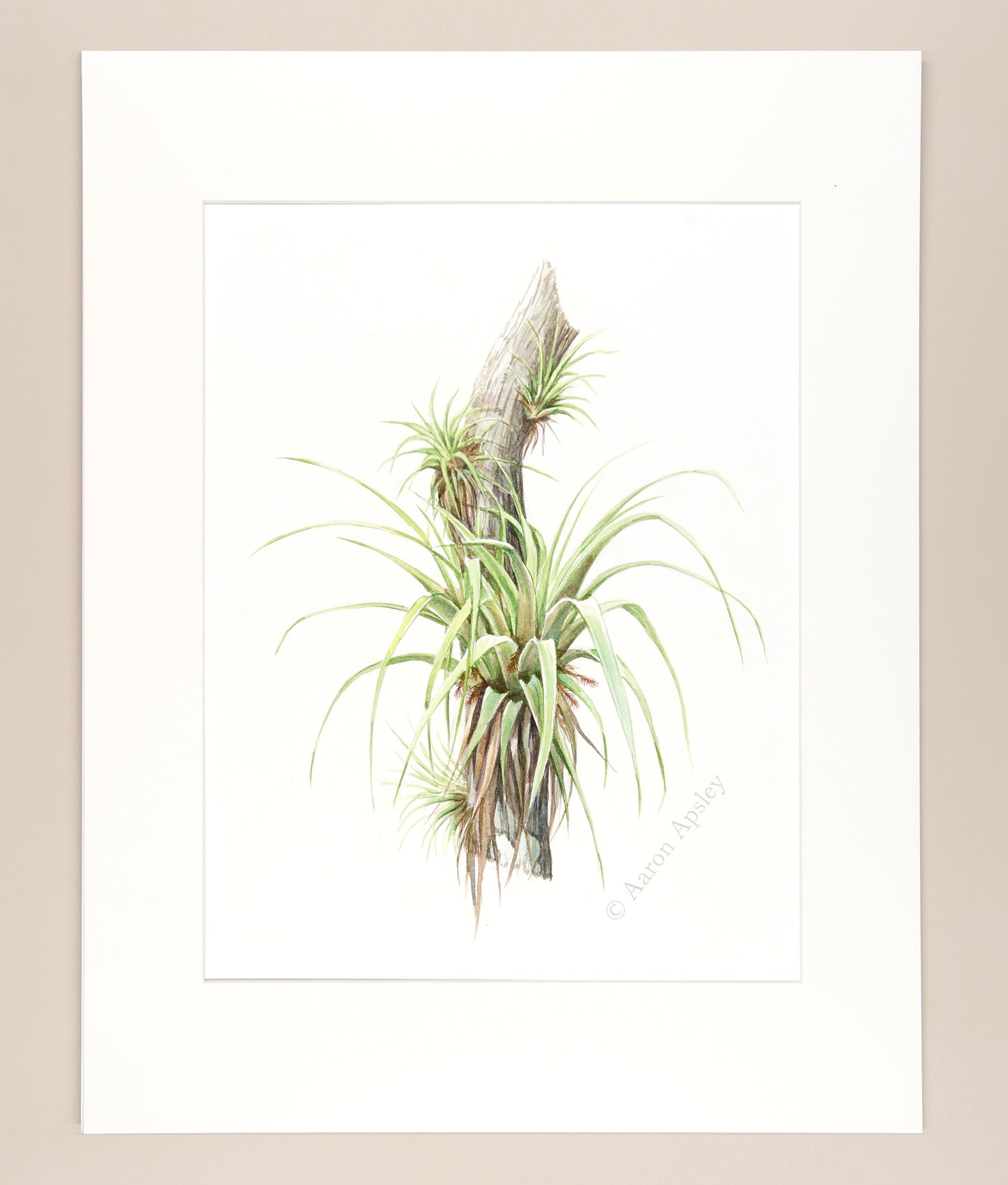 Florida Epiphytes 3 - Original Watercolor