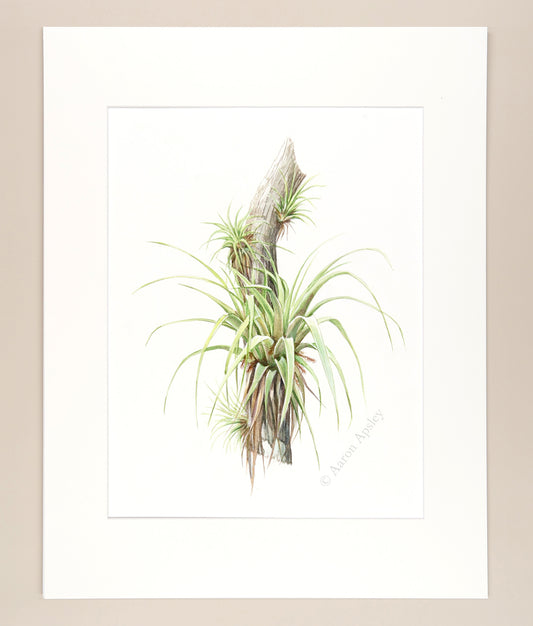 Florida Epiphytes 3 - Original Watercolor