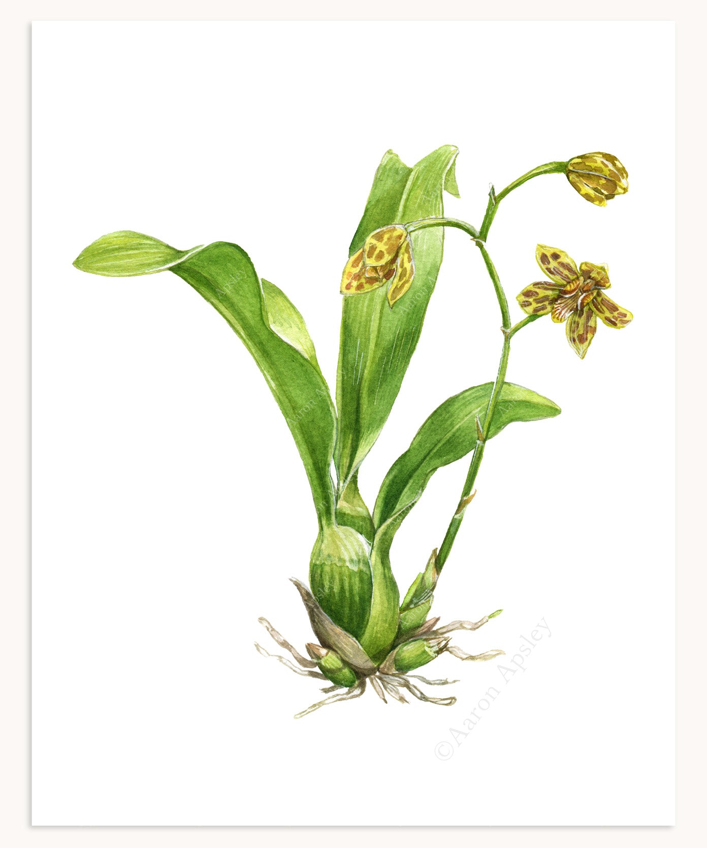 Grammatophyllum scriptum Print