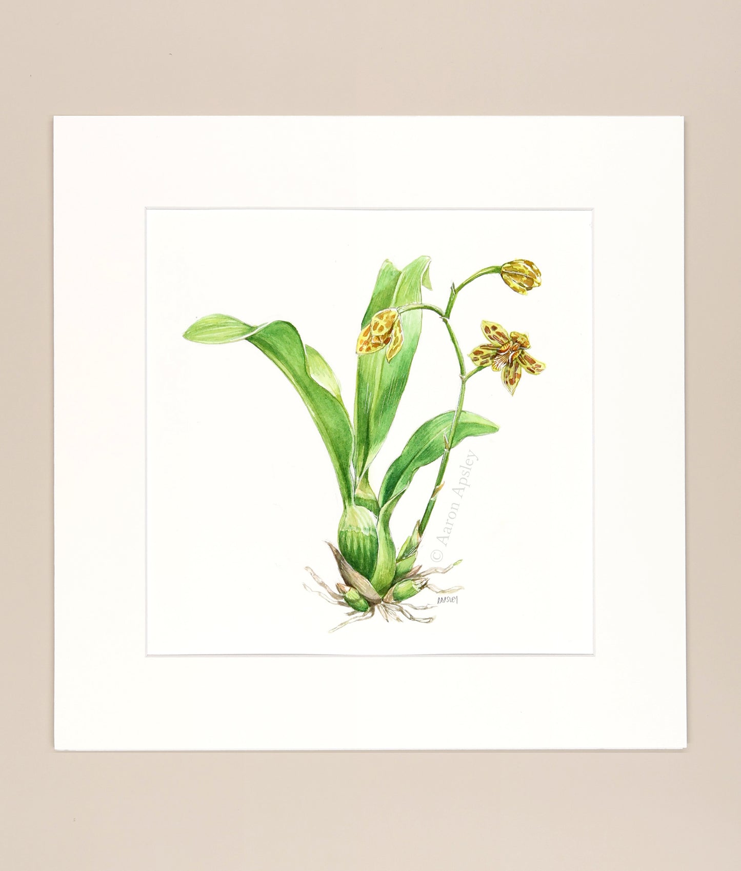 Grammatophyllum scriptum - Original Watercolor