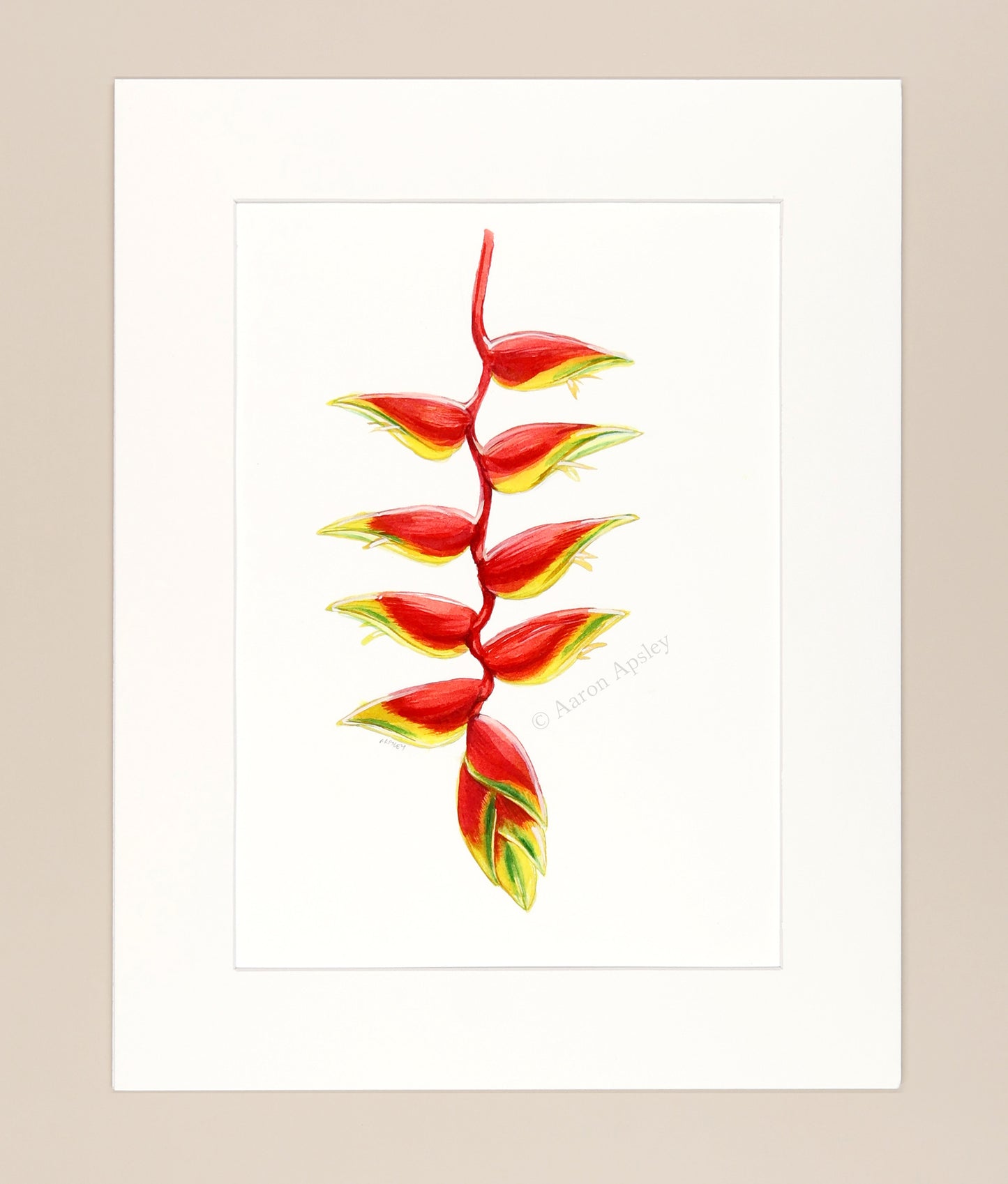 Heliconia rostrata - Original Watercolor