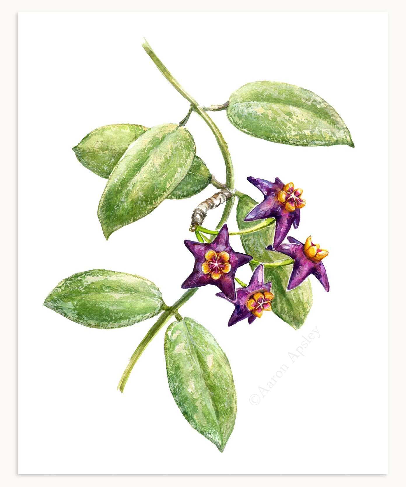 Hoya ciliata Print