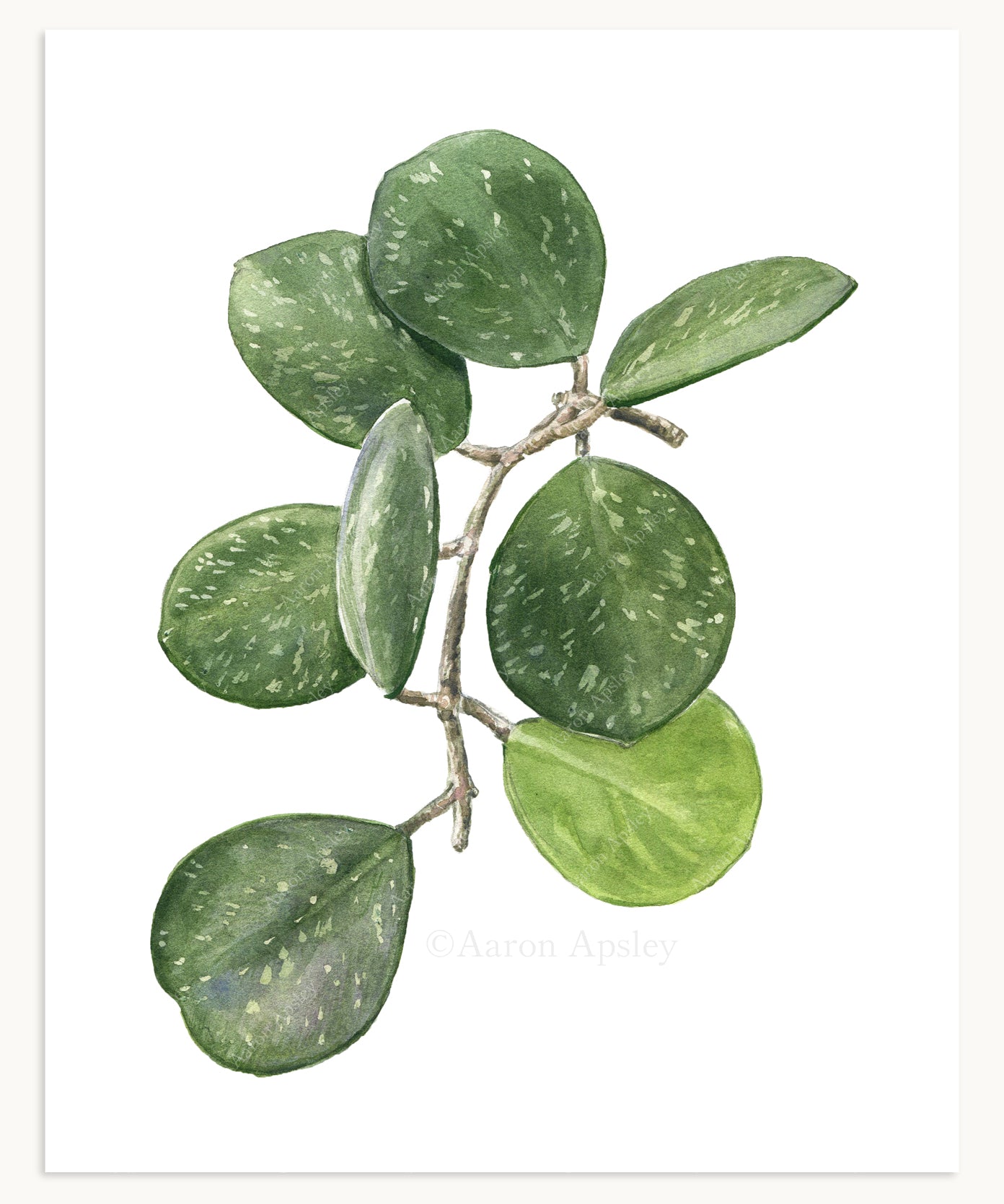 Hoya obovata Print