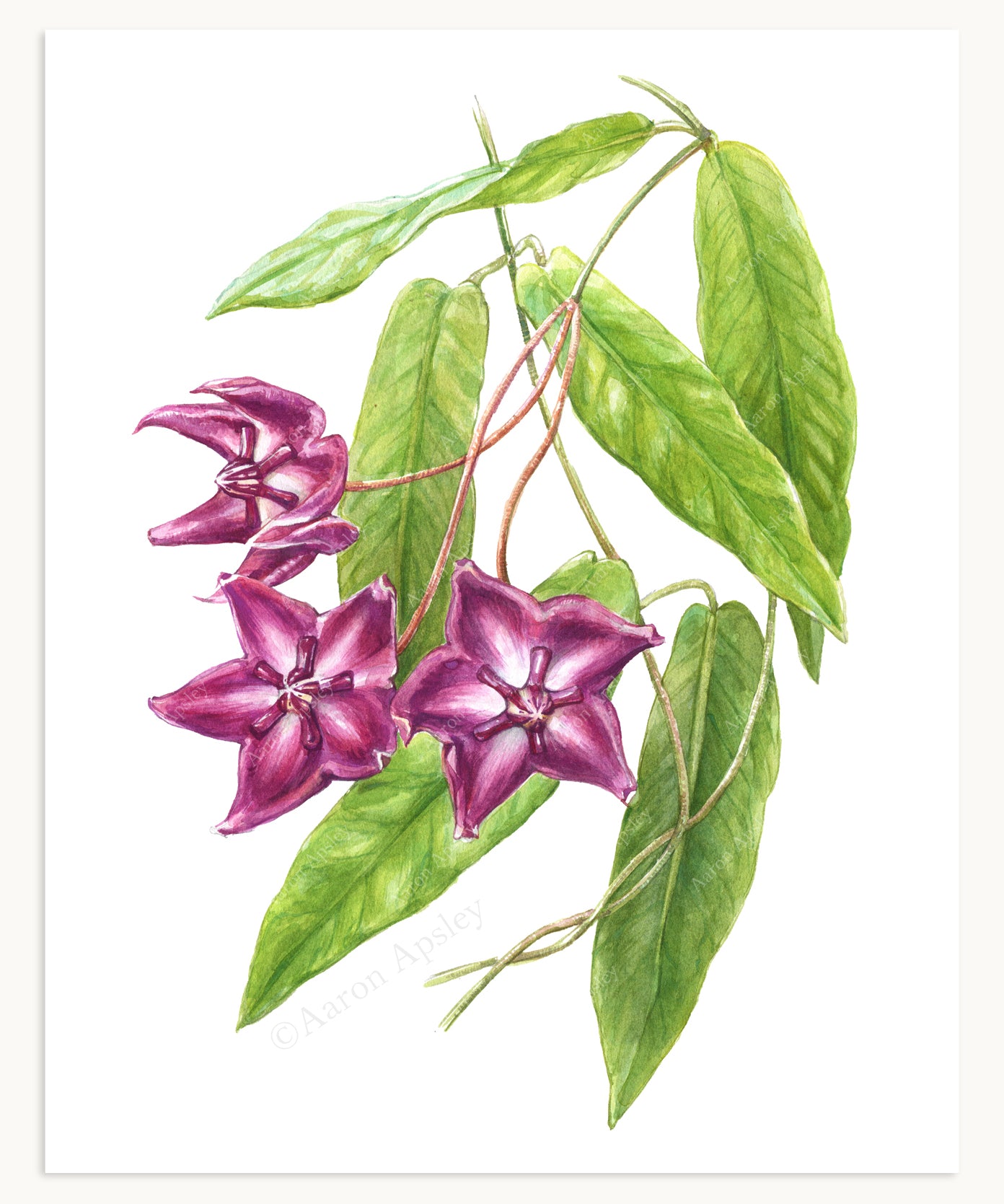 Hoya onychoides Print