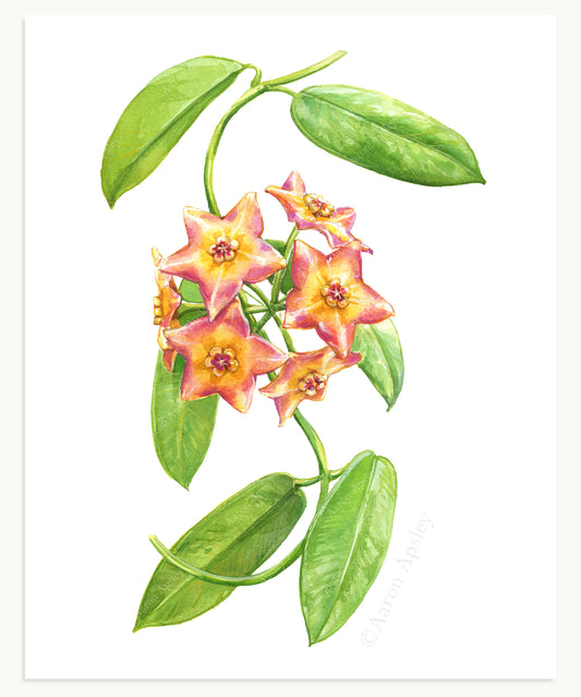 Hoya 'Ruthie' Print