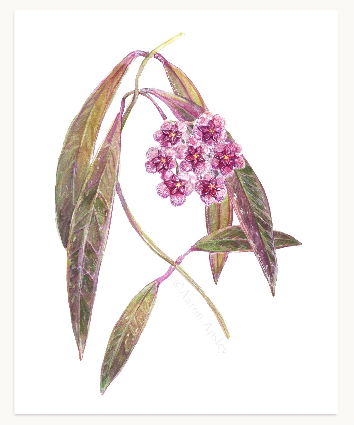 Hoya sulawesiana Print