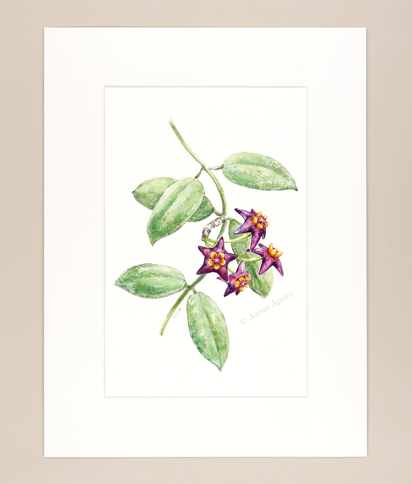Hoya ciliata - Original Watercolor