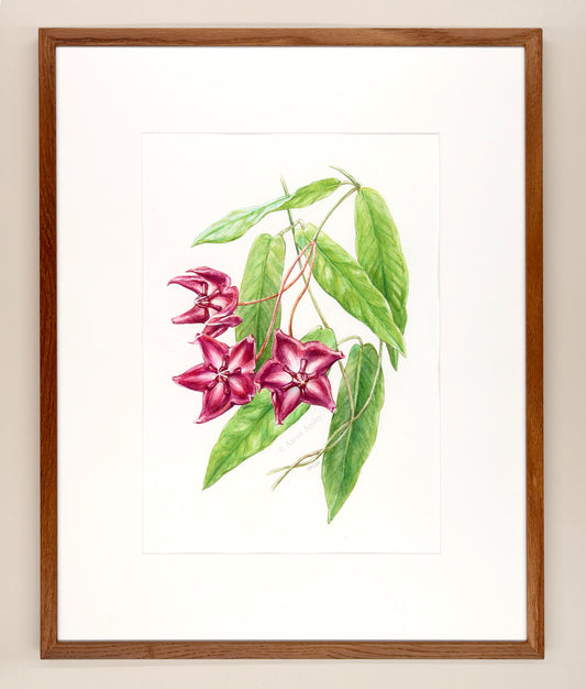 Hoya onychoides - Framed Original Watercolor
