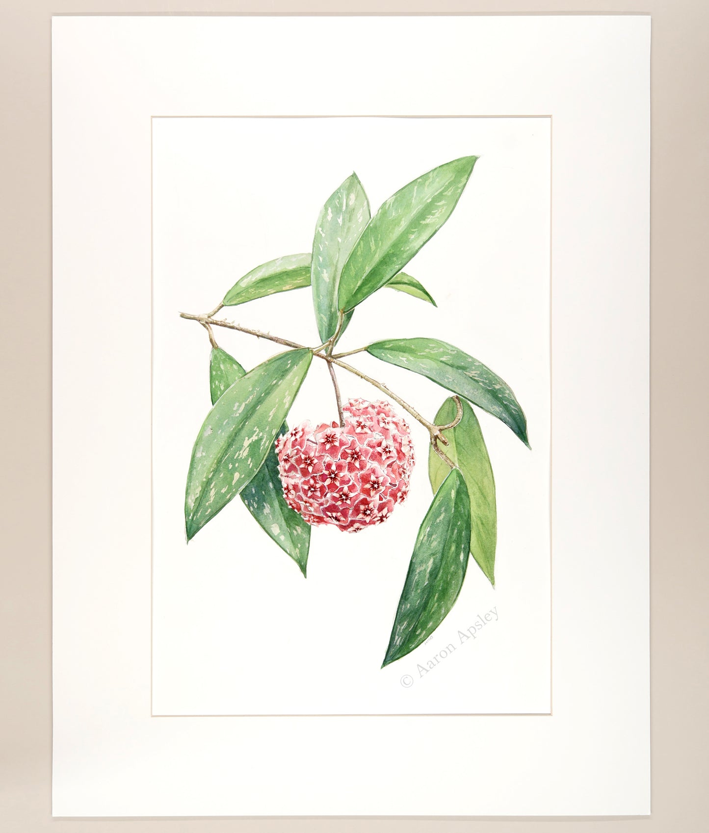 Hoya pubicalyx - Original Watercolor