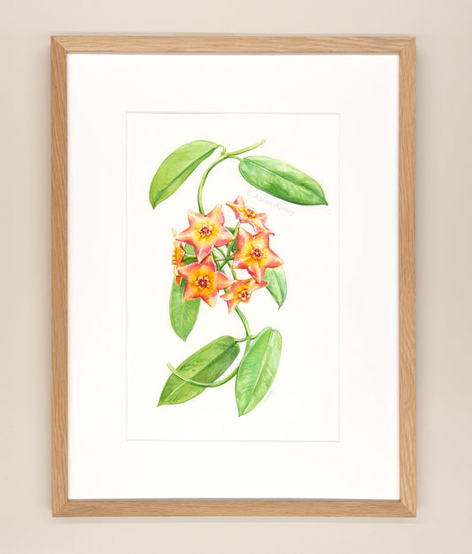 Hoya 'Ruthie' - Framed Original Watercolor